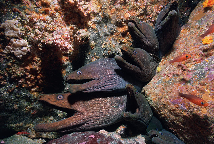 Fine-spotted Moray Eels Photograph by Jeff Rotman