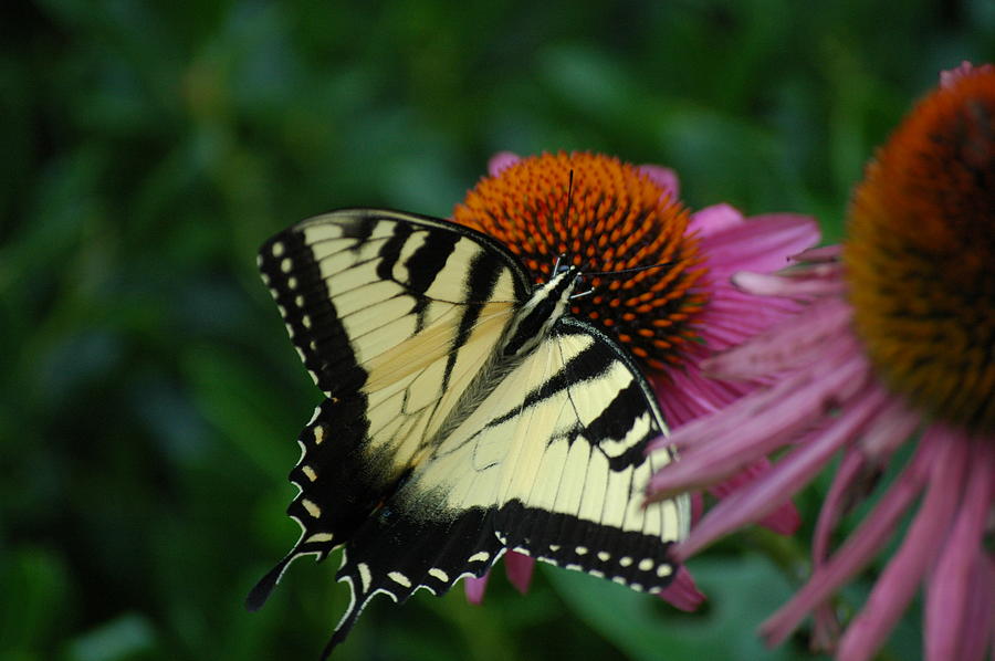 Finely Dressed and Fed Butterfly Photograph by Jeannie Allerton