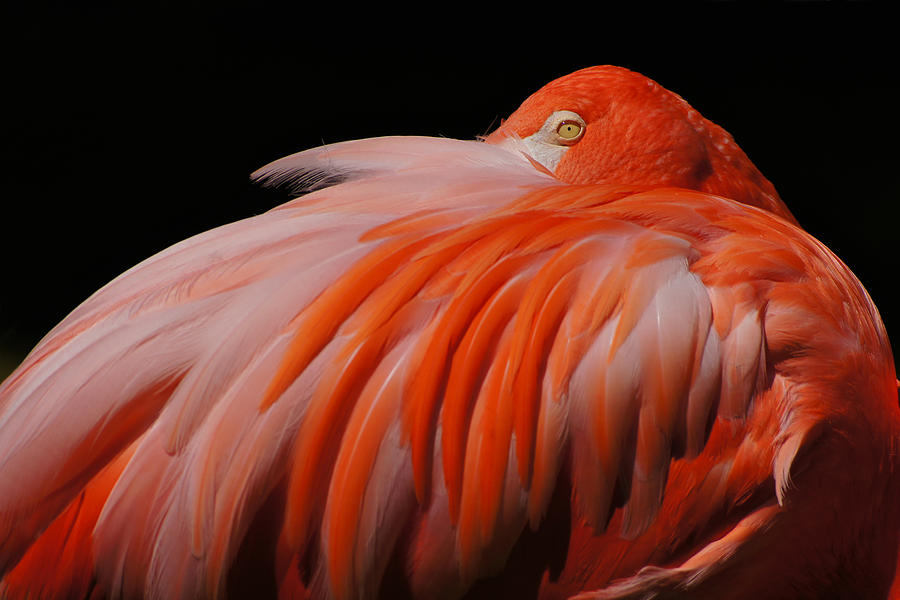 Finely Feathered Flamingo Photograph by Leda Robertson