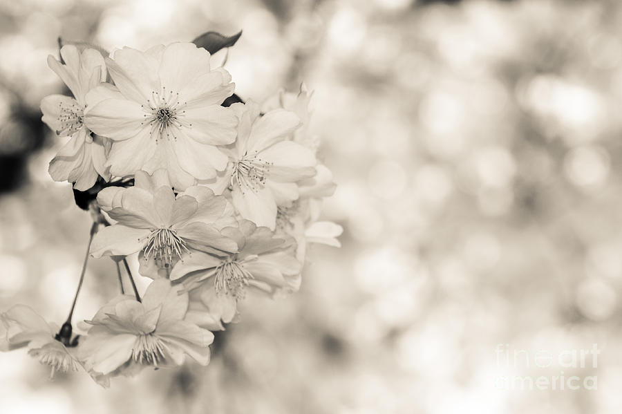 Finest Spring Time - Bw Photograph by Hannes Cmarits