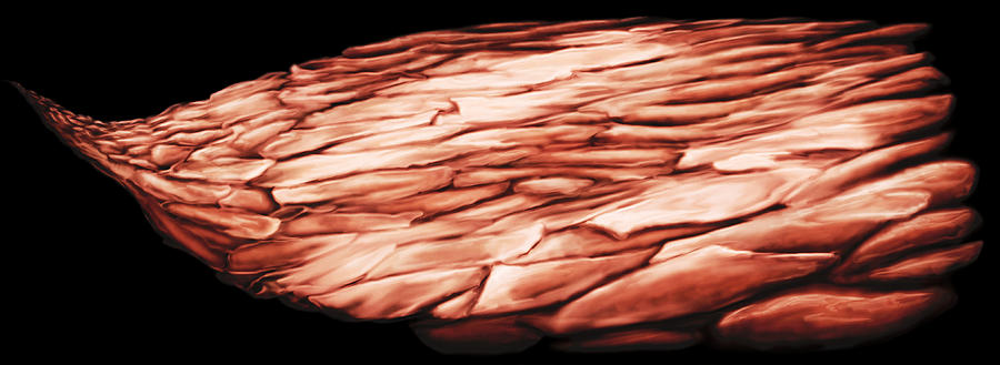 Finger Nail Cells Photograph by Anatomical Travelogue