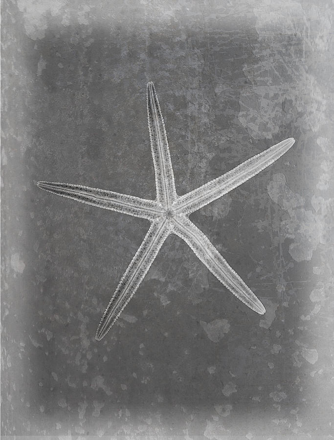 Finger Starfish X-ray Art Photograph by Roy Livingston