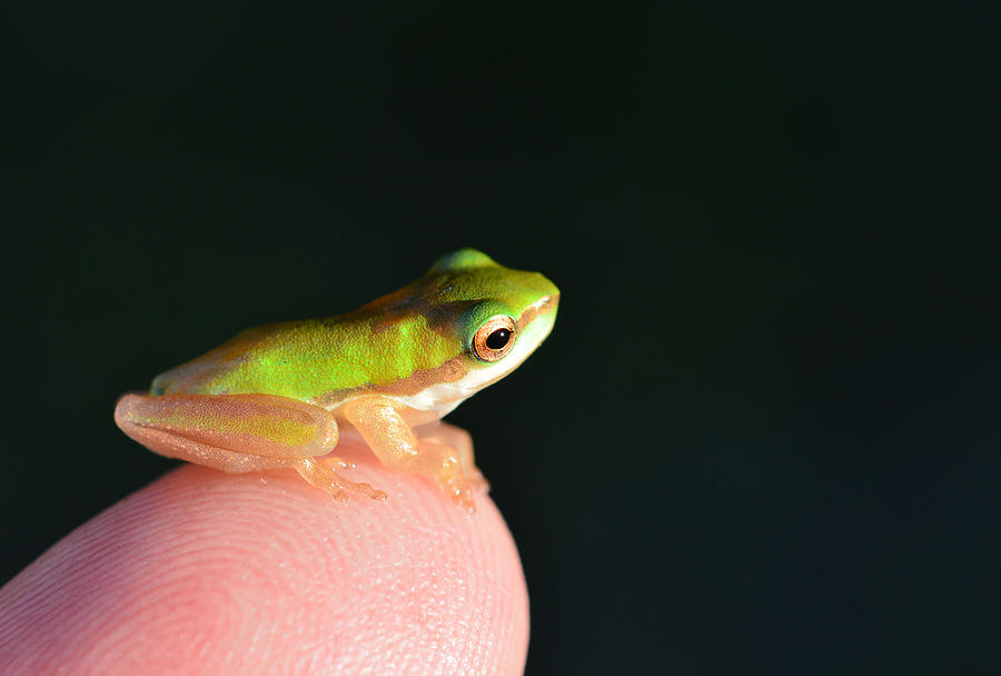 Finger tip baby Frog Photograph by David Clode
