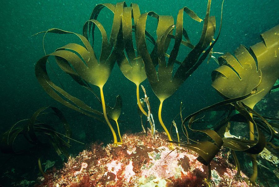 Fingered Kelp Photograph by Andrew J. Martinez