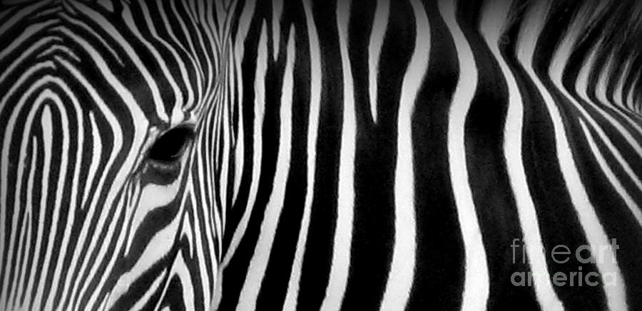 Wildlife Photograph - Fingerprints by C Ray  Roth