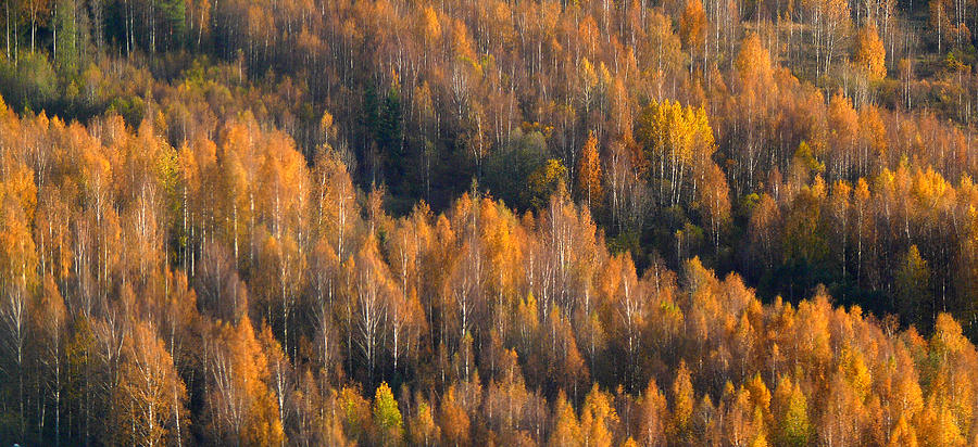 Finnish Autumn Photograph by Evelyn Tambour