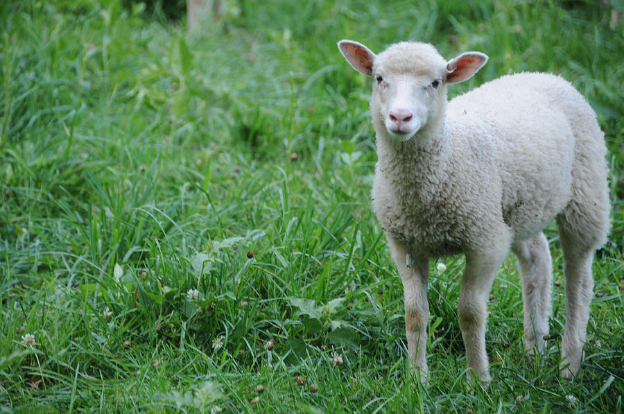 Finnish Dorset Lamb Photograph by Bonnie Sue Rauch