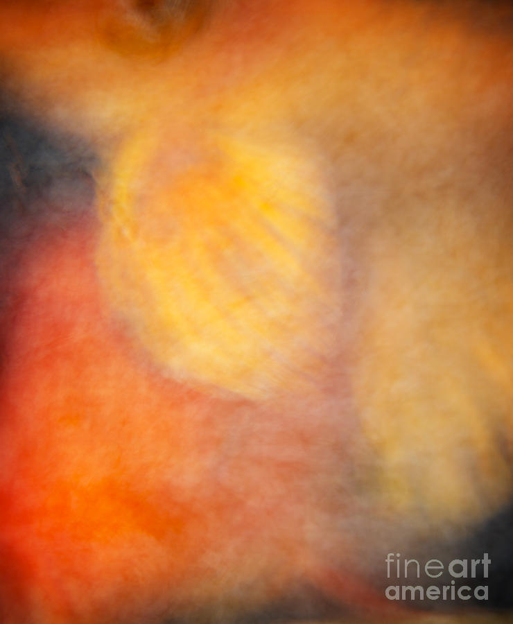 Abstract Photograph - Fins by Margie Hurwich