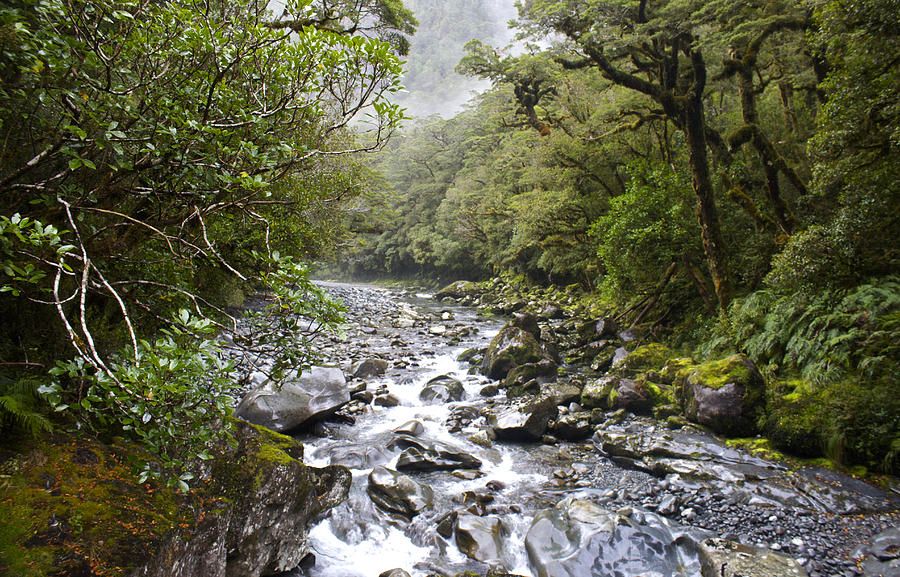 Fiordland National Park New Zealand Photograph by Venetia Featherstone-Witty