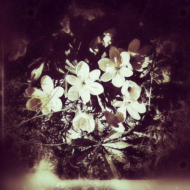 Flower Photograph - #fiori #flowers #floricoltura #petali by Michele Stuppiello