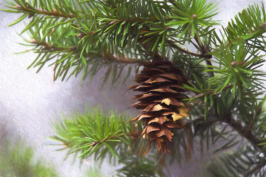 Fir Cone Digital Painting Photograph by Sharon Talson