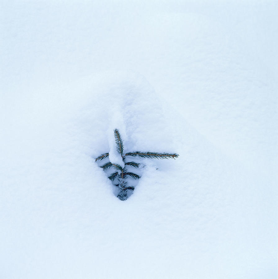 Fir sapling in the snow Photograph by Ulrich Kunst And Bettina Scheidulin