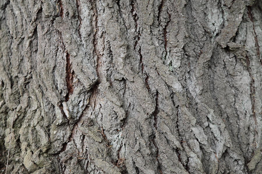 Fir Tree Bark Photograph by Graham Foulkes