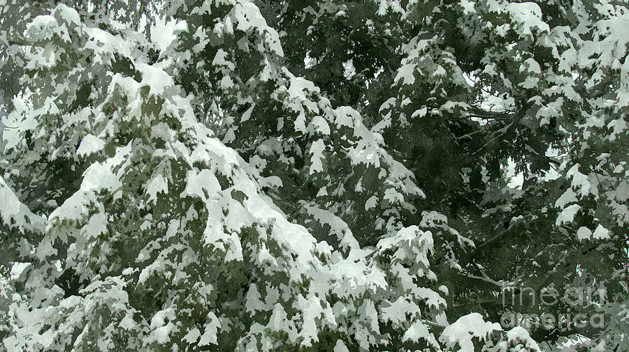 Fir tree branch covered with snow  Photograph by Jeelan Clark