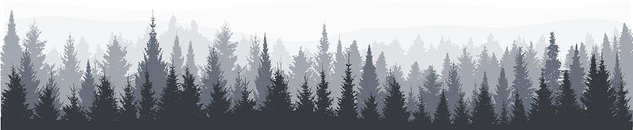 Fir tree forest panorama Drawing by Mashuk