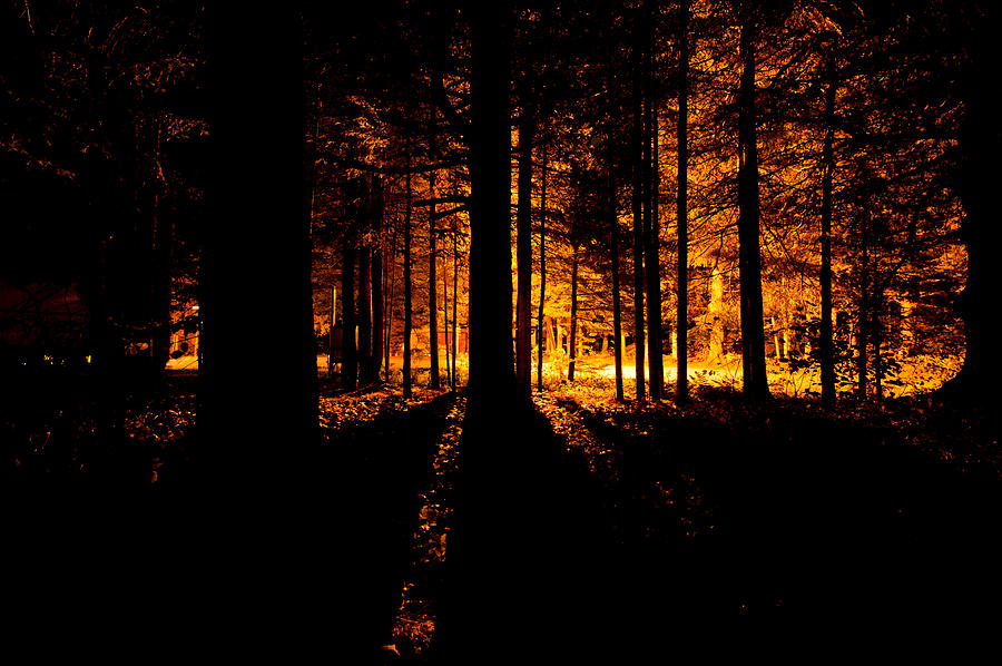Fir trees back lit  Photograph by U Schade