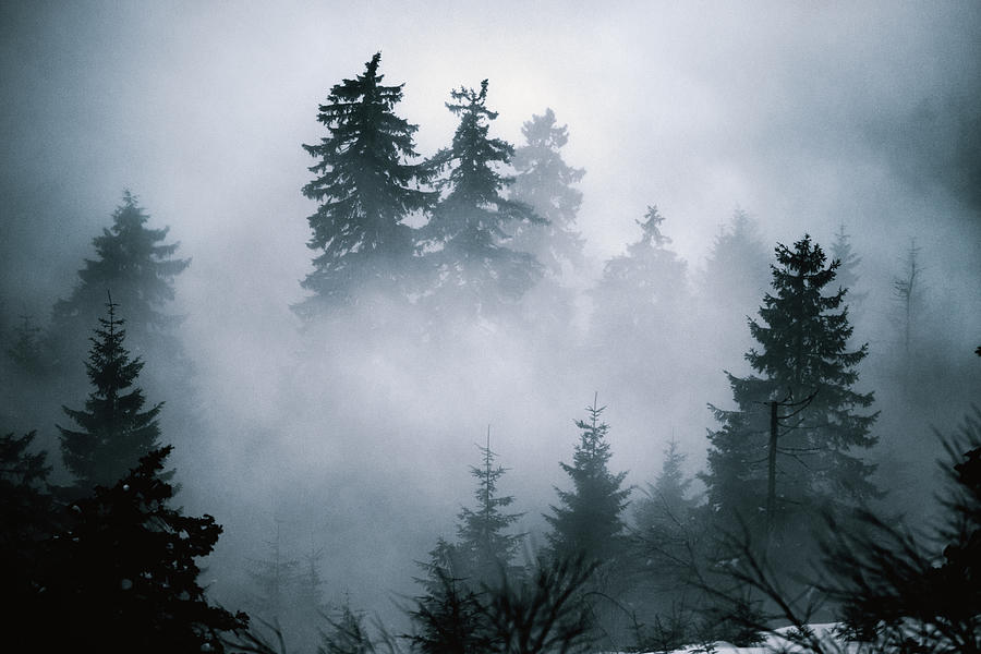 Fir trees hiding in evening mist Photograph by Dennis Fischer Photography