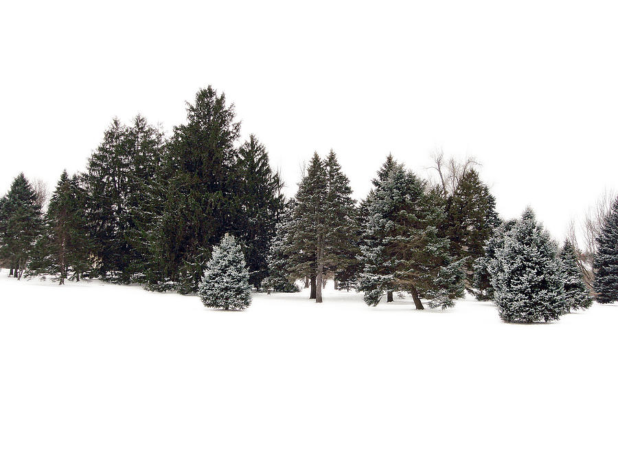 Fir Trees in Winter Photograph by Ellen Tully
