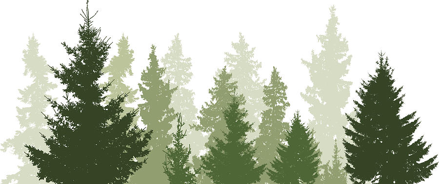 Fir trees landscape Drawing by LuVo