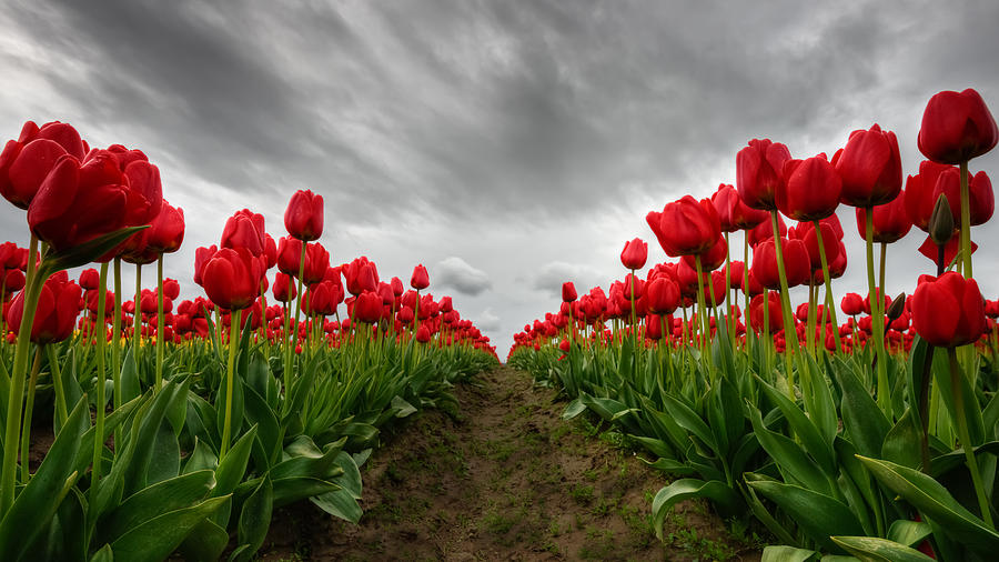 Tulip Photograph - Fire and the Sky by Dan Mihai