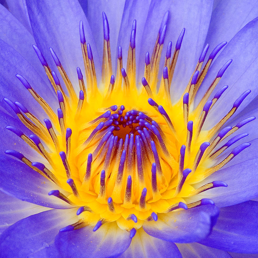 Fire and Water Lily Photograph by Rick Drent