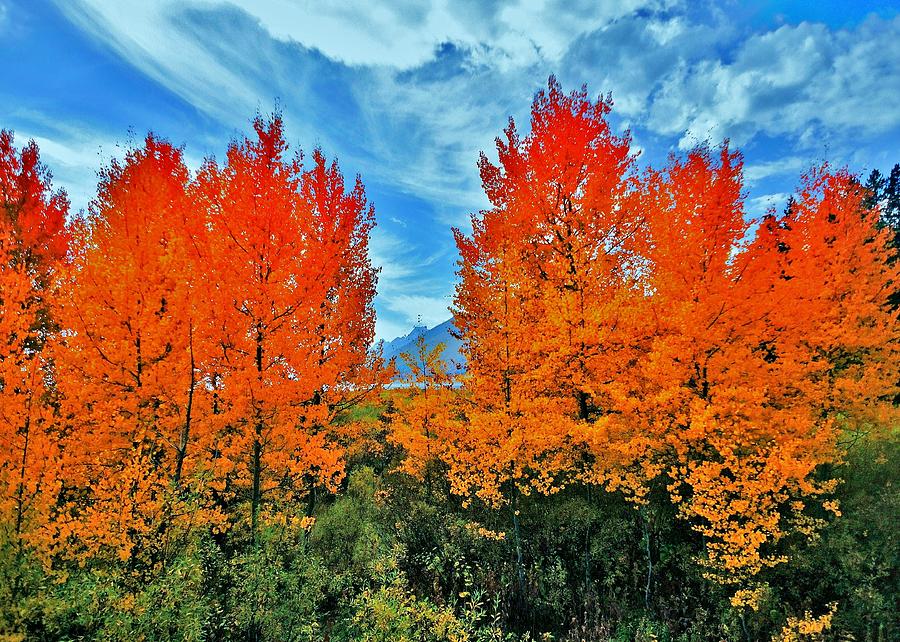 Fire Aspens Photograph by Benjamin Yeager