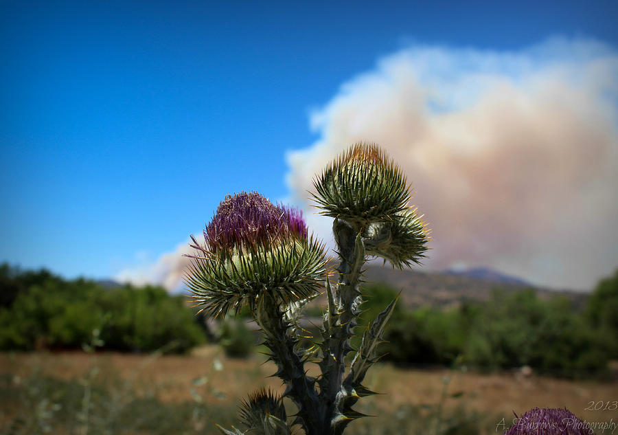 Fire Beyond the Thistle Photograph by Aaron Burrows