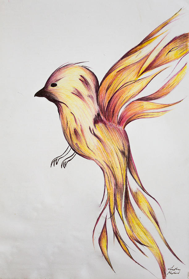Griffon Drawing - Fire Bird by Jonathan Shepherd
