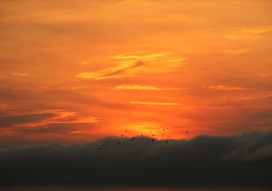 Fire Birds Photograph by Chris Dunn