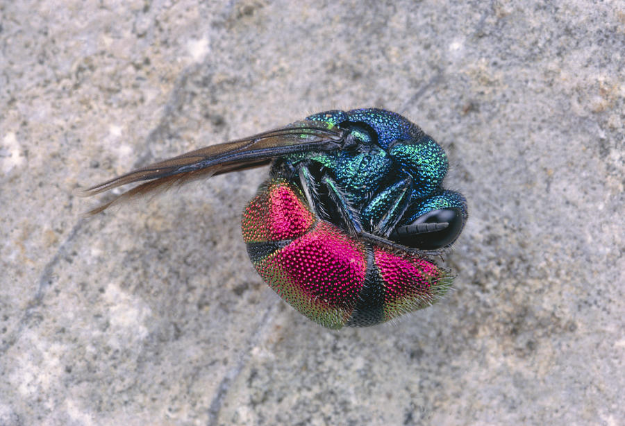 Fire Cuckoo Wasp Playing Dead Photograph by Perennou Nuridsany