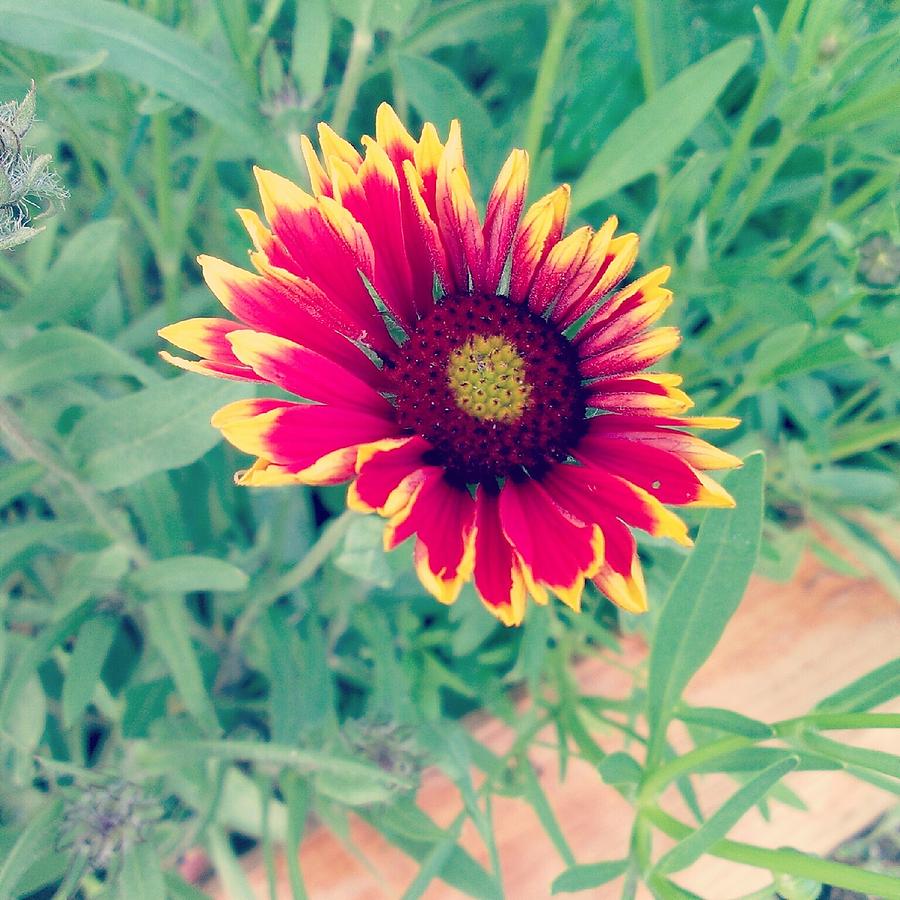 Fire Daisy Photograph by Thomasina Durkay Fine Art America