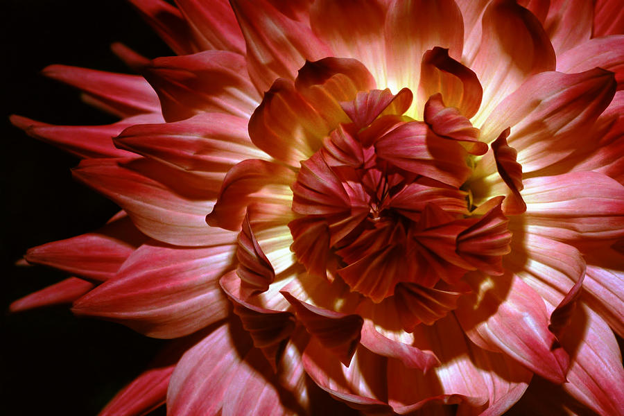 Flower Photograph - Fire Dancer by Lori Schneider