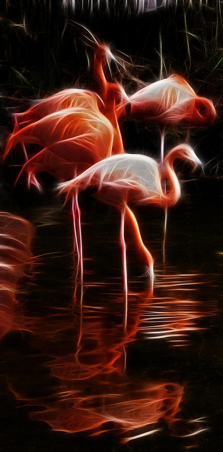 Flamingo Photograph - Fire Flamingos by Weston Westmoreland