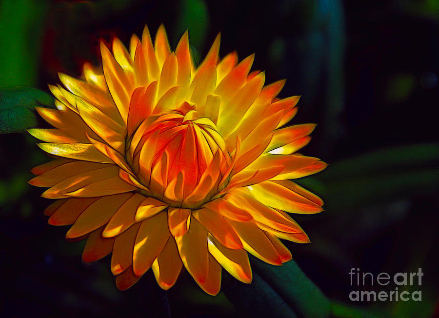Fire Flower Photograph by Judi Bagwell