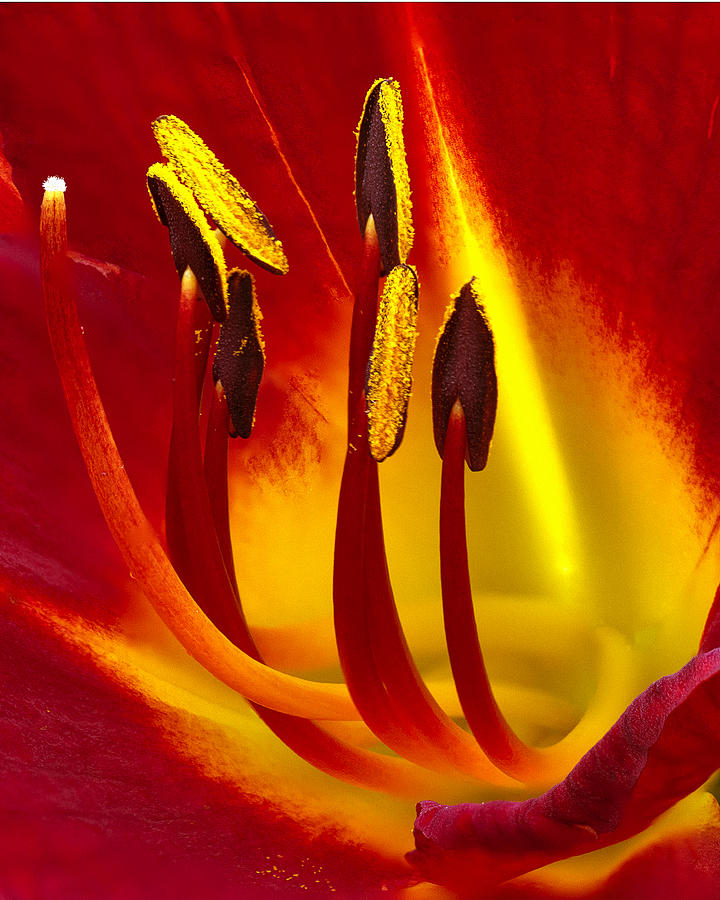 Fire flower Photograph by Lowell Monke