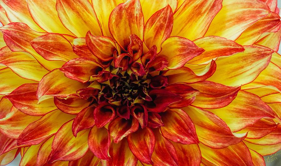Fire Flower Photograph by Rick Lawler