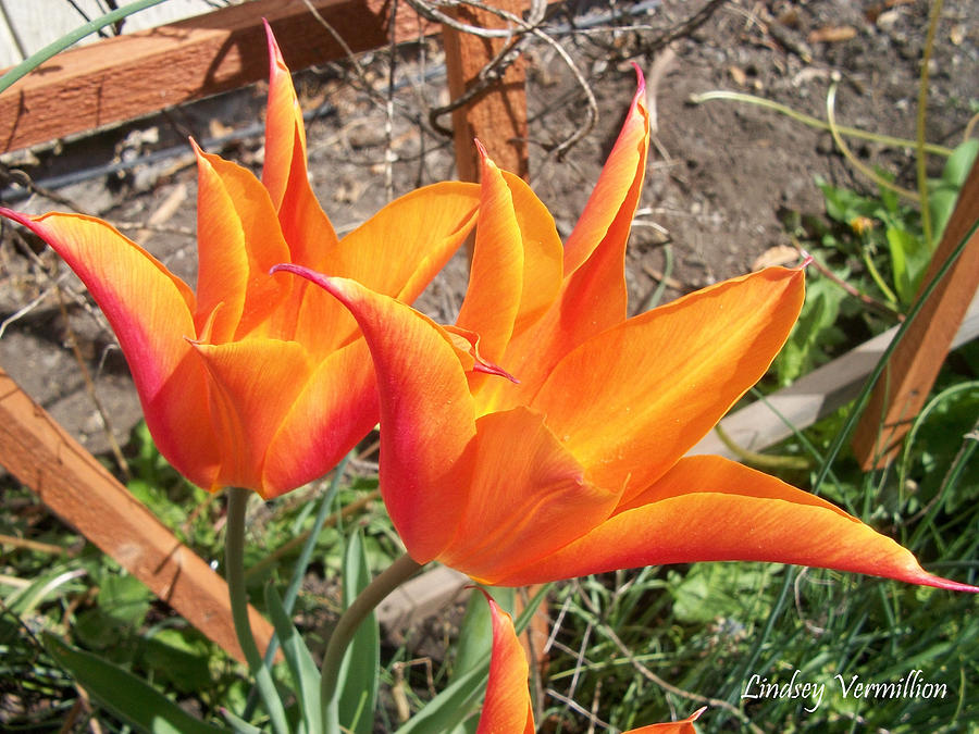 Fire Flowers Photograph by Lindsey Vermillion - Pixels