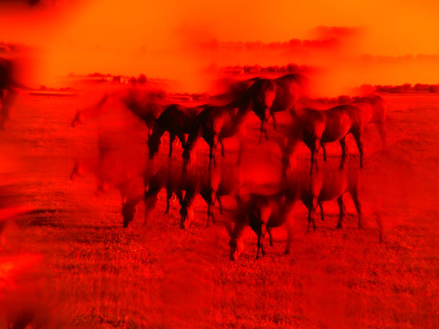The Fire Horses  Photograph by Paddy Shaffer