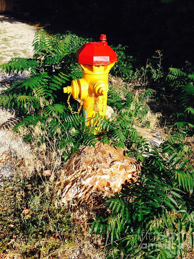 Fire Hydrant Among The Ferns  Photograph by Richard W Linford