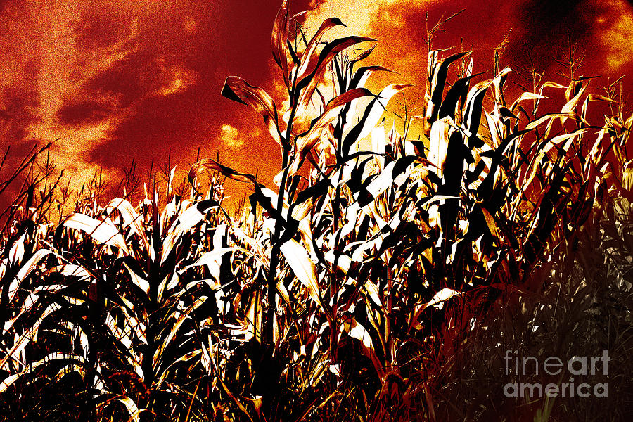 Flames Photograph - Fire in the corn field by Gaspar Avila