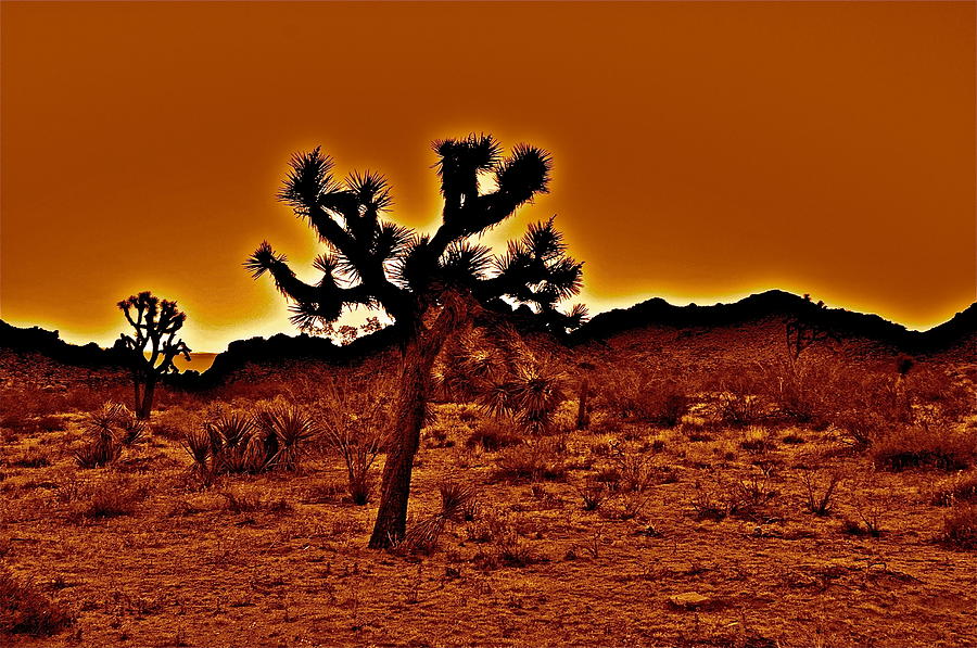 Fire In The Desert Photograph by Joe  Burns