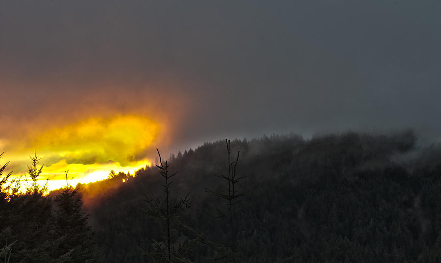 Tree Photograph - Fire in the Fog by Nathan Anglin