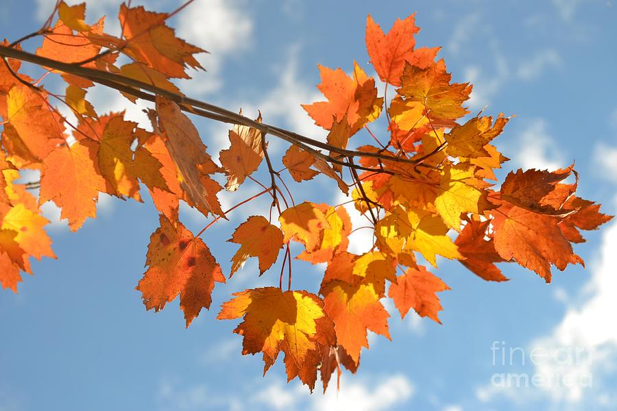 Fire in the Sky - Autumn Leaves One Photograph by Miriam Danar