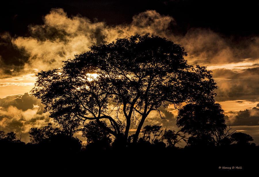 Tree Photograph - Fire in the Sky by Nancy D Hall