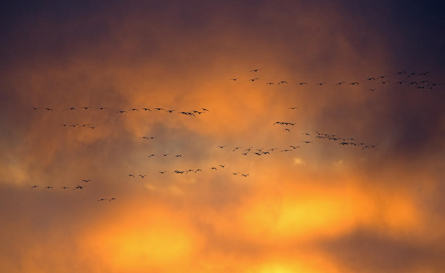 Fire in the sky snow geese Photograph by Jack Nevitt