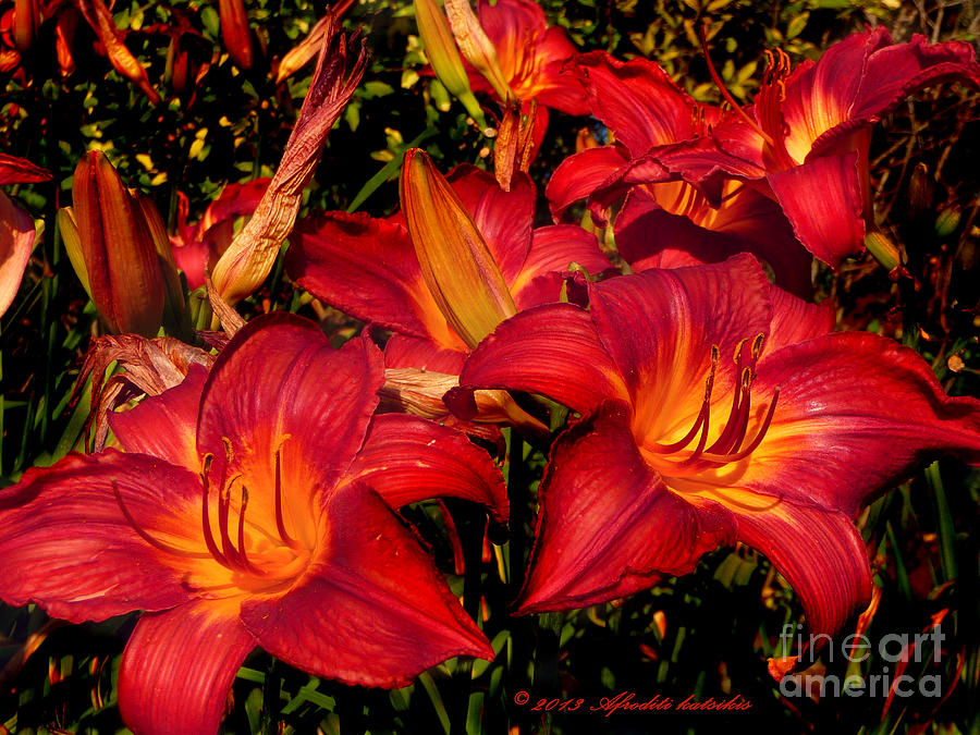 Flower Photograph - Fire Lillies by Afroditi Katsikis