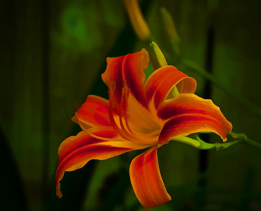 Fire Lily Photograph by Dave Bosse