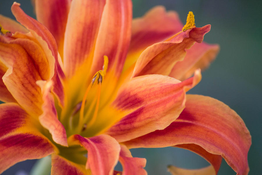 Lily Photograph - Fire Lily by Ester McGuire