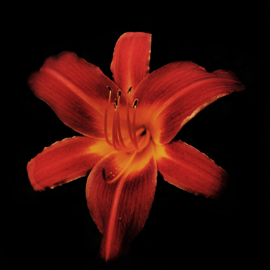 Lily Photograph - Fire Lily by Michael Porchik