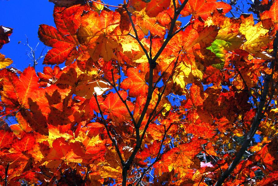 Fire Maple Photograph by Gene McKinley | Fine Art America